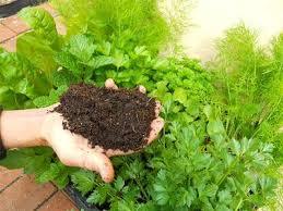 ORGANIC FERTILIZER