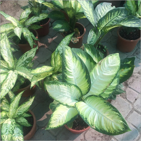 Aglaonema Plant Care Services