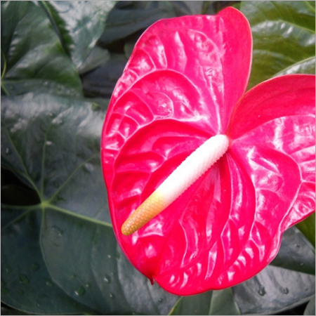 Anthurium Horticulture Services