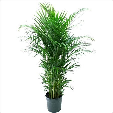 Areca Plant Care Services