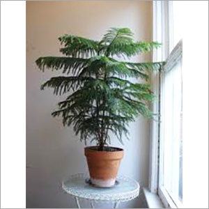 Araucaria Indoor Plant Services