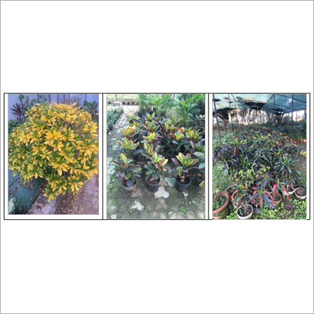 Croton Plant Care Service Provider