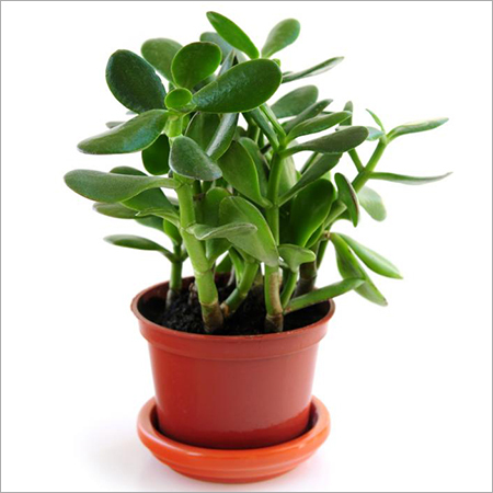 Jade Planting Services
