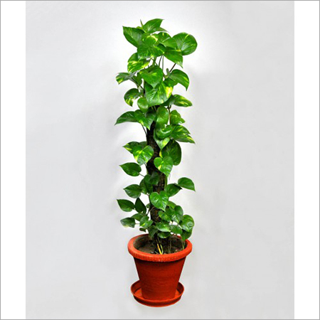 Money Plant Indoor Plant Services