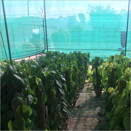 Oxycardin Plants