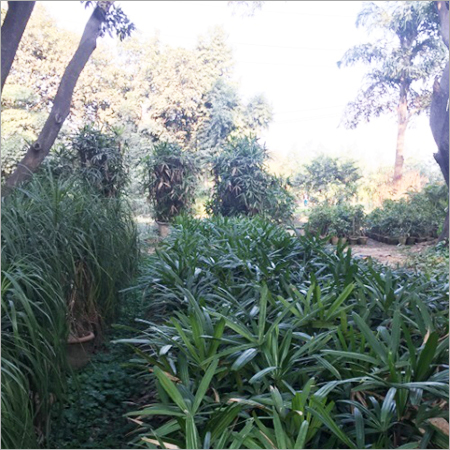 Raphes Plants