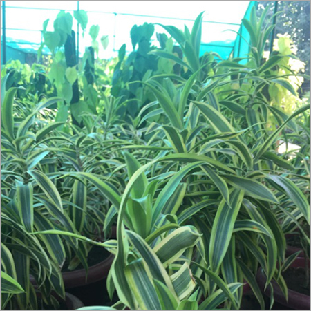Indoor Garden Plant