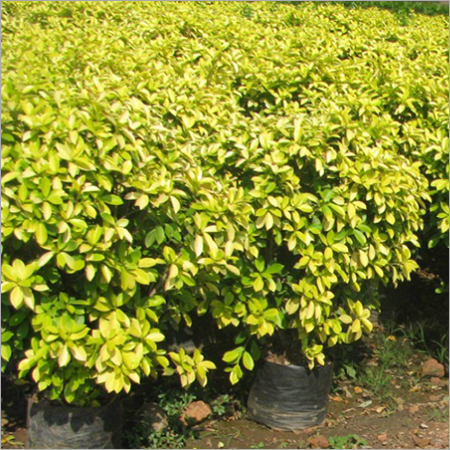 Ficus Panda Plants