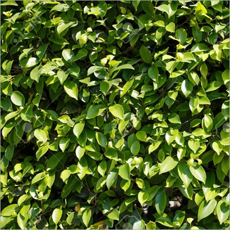 Ficus Green