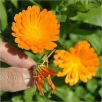 Calendula Landscaping Services