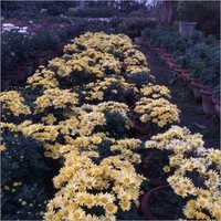Chrysanthemum Planting Services