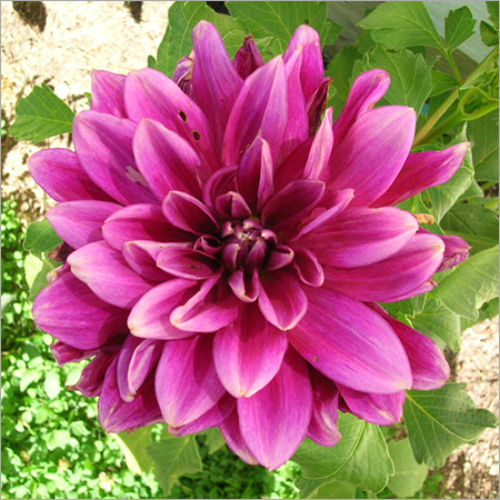 Dahlia Landscaping Service Provider - Purple Blooms, Bushy Growth, Summer Blooming, Full Sun, Moderate Water Needs