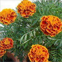 French Marigold Inplant Services