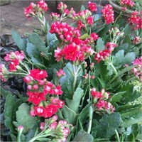 Kalanchoe Plant Care Services