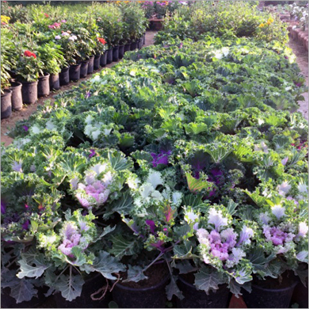 Kale Horticulture Services
