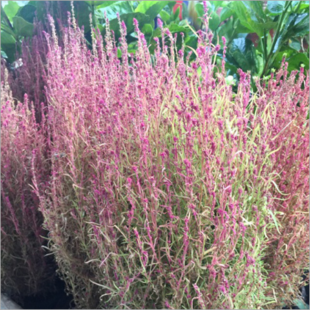 Kochia Gardening Service Provider