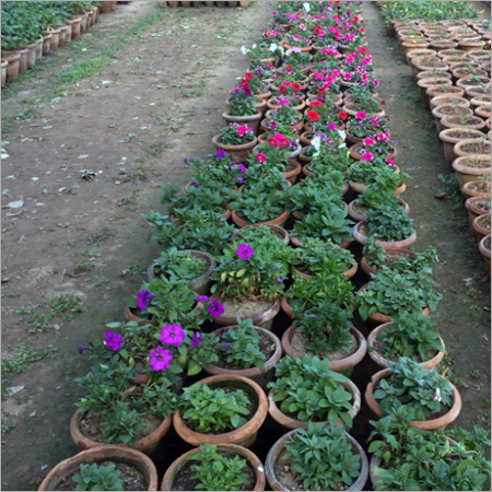Petunia Gardening Services
