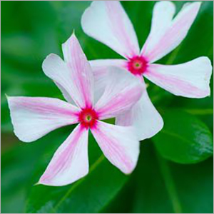 Vinca Plants