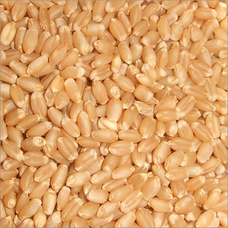 Organic Wheat