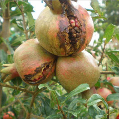 Pomegranate Bacterial Blight Control Bio Fungicide