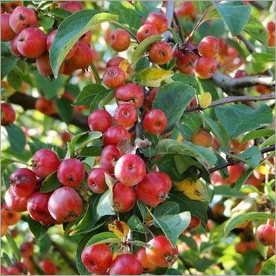 Paclobutrazol for Apple Paclobutrazol for Apple