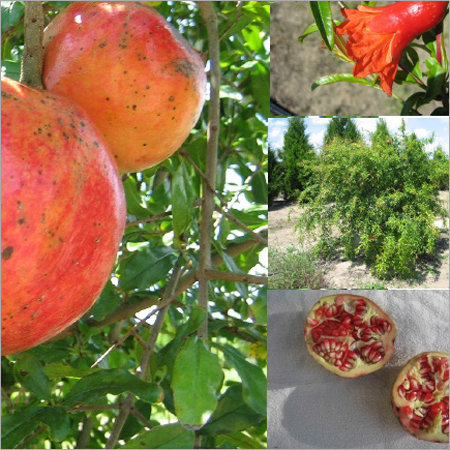 Paclobutrazol for Pomegranate Fruit Paclobutrazol for Pomegranate Fruit