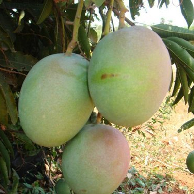 Mango Paclobutrazol Insecticide Mango Paclobutrazol Insecticide