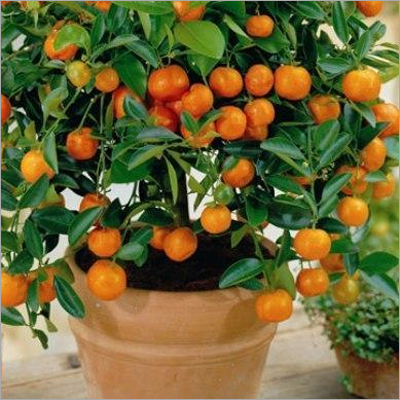 Citrus Paclobutrazol Insecticide Citrus Paclobutrazol Insecticide