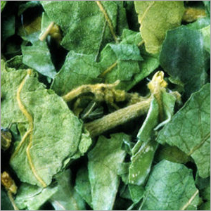 Gymnema Sylvestre