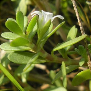 Bacopa Monnieri
