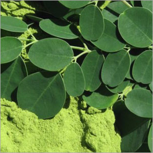 Moringa Oleifera Leaves