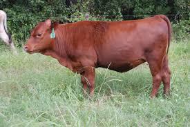 Indian Breed Cow