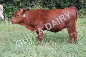 Red Cow