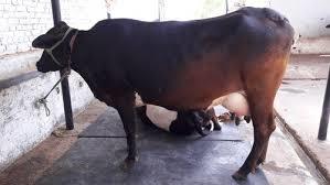 Brown Tharparkar Cow