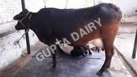 Tharparkar Cow - Color: Brown