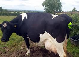 Pregnant Cows
