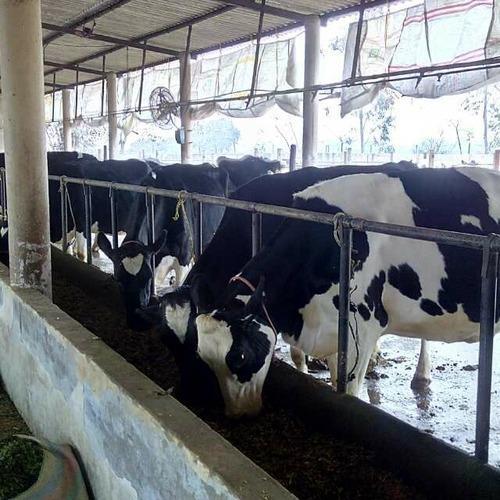 Milking Cows By GUPTA DAIRY