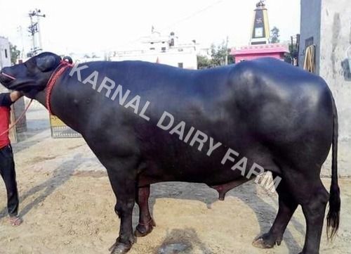 Murrah Bull By Karnal Dairy Farm