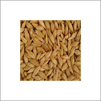 Barley