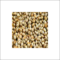 Pearl Millet