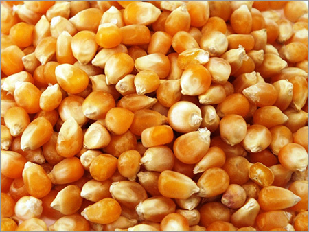 Yellow Corn and Maize