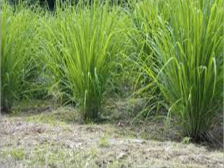 Lemongrass Oil