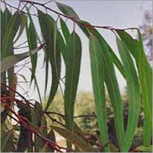 Eucalyptus Citriodora