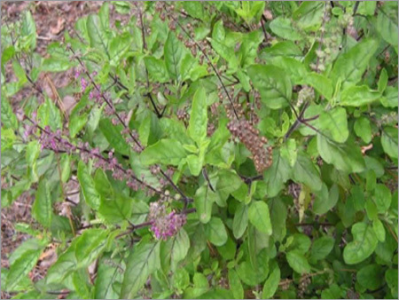 Basil Oil (Ocimum Sanctum)