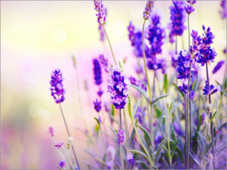 Lavender (Lavandula Angustifolia)