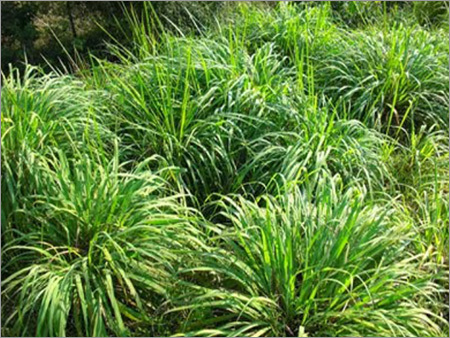 Citronella Oil