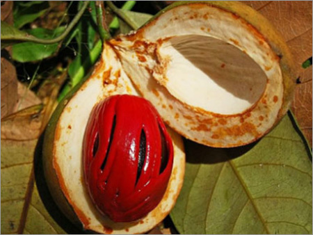 Nutmeg Essential Oil