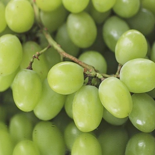 Export Quality Fresh Green Grapes