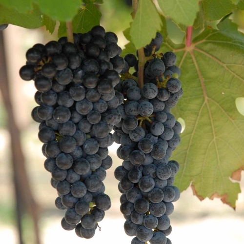 Export Quality Black Grapes