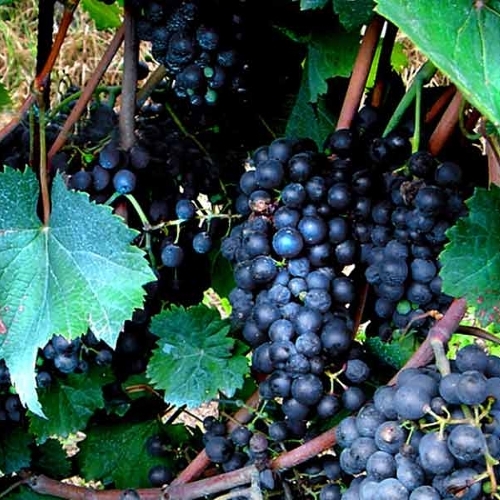 Best Quality Black Grapes